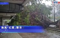 颱風紅霞｜大埔同茂坊塌樹壓多車 太和路大樹連根拔起