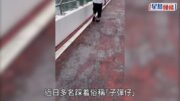 荃灣「子彈仔」街童｜被捕4男童僅12至14歲 疑因公園單車徑使用態度嘈交襲4人