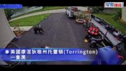 6歲童遭黑熊襲擊 二哈挺身護少主獲網民大讚