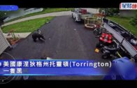 6歲童遭黑熊襲擊 二哈挺身護少主獲網民大讚