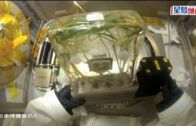 終於落夠雨！白海豚下沉氣流「救駕」 周四起天色好轉 連續五日酷熱周末最高氣溫34°C