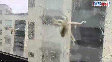 颱風白海豚｜八爪魚從天而降黏四樓窗 浙江男即晚煮麵加餸｜有片