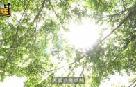 星島申訴王︱新消暑神器 記者實測「一鎚凍包」 降溫產品大比拼 量度成效