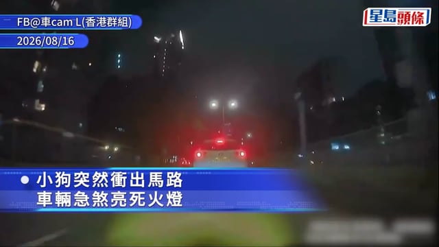有片｜九龍城狗隻闖馬路 鐵騎士急停車救起 主人疑無繫繩捱轟