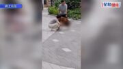 元朗狗咬狗|遭大型犬襲擊勿隨意向後扯!專家教路:大量水淋向狗隻鼻子