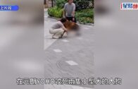 元朗狗咬狗｜涉事大狗「拉里」身世可憐 遭多次棄養恐人道處理 毛守願接收保命