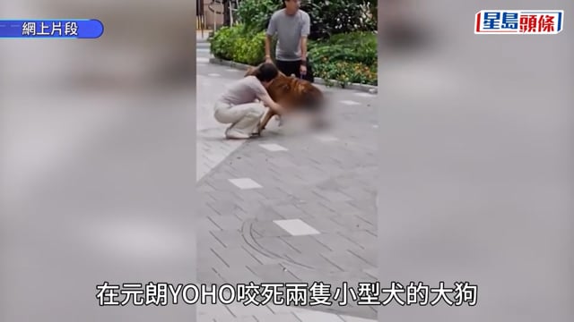 元朗狗咬狗｜涉事大狗「拉里」身世可憐 遭多次棄養恐人道處理 毛守願接收保命