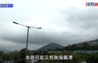 元朗狗咬狗｜涉事大狗「拉里」身世可憐 遭多次棄養恐人道處理 毛守願接收保命