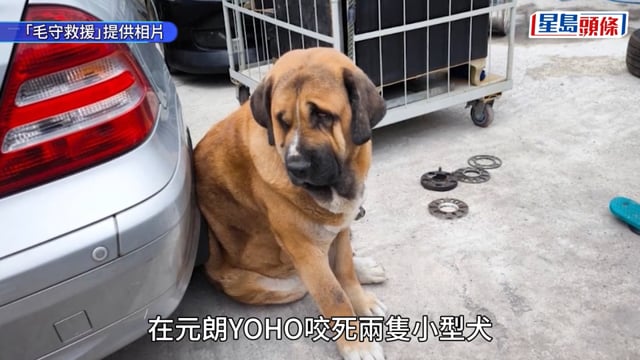 元朗狗咬狗｜大狗「拉里」性格頑皮好動 毛守引述狗主：對事件「非常愕然及遺憾」