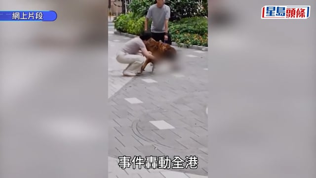 元朗邱屋村惡狗橫行 白貓被活活咬死 村民：已經有兩隻俾佢咬死咗