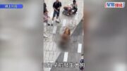 元朗狗咬狗｜漁護署指大狗「拉里」目前不會被人道處理
