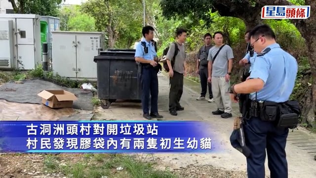 上水古洞兩初生貓被棄置垃圾站 愛協帶走處理