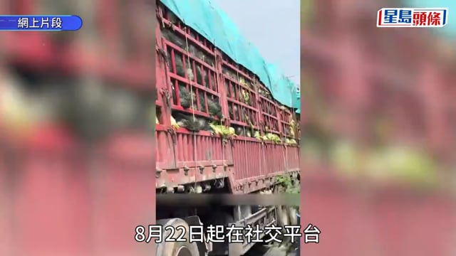 河北驚爆「甲醛大白菜」一級致癌物當保鮮用途 長期攝入易腹痛、傷腎 教4招快速識別「毒菜」
