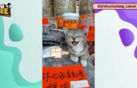 非禮強姦智力邊緣未成年堂妹 23歲男生囚8年 官責行為扭曲嘔心 喻遠離色情物品