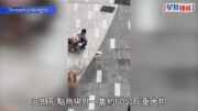 元朗狗咬狗｜4歲比熊犬及17歲貴婦狗被咬死 大狗主人不知所終 途人制止無果