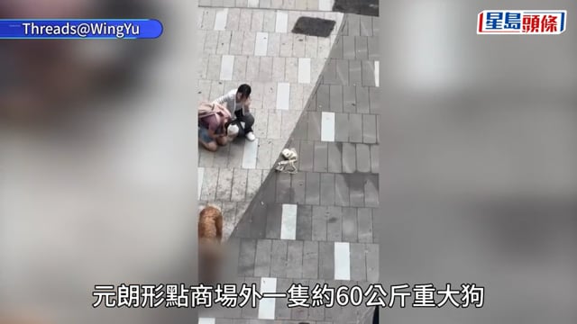 元朗狗咬狗｜4歲比熊犬及17歲貴婦狗被咬死 大狗主人不知所終 途人制止無果