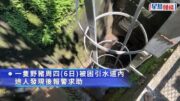 薄扶林域多利道重60公斤野豬被困引水道 漁護人員射麻醉槍消防救起