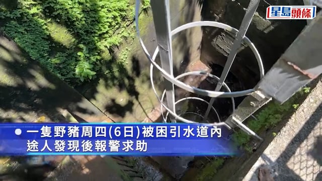 薄扶林域多利道重60公斤野豬被困引水道 漁護人員射麻醉槍消防救起