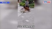 漁護署8.30起加強巡查狗隻聚集地 狗主無妥善控制將即時執法