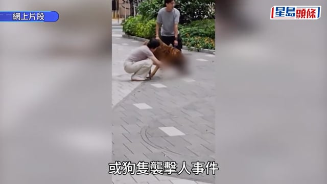 漁護署8.30起加強巡查狗隻聚集地 狗主無妥善控制將即時執法
