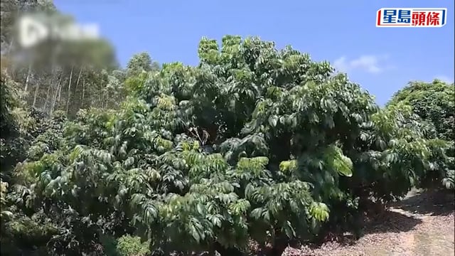 全球首款龍眼荔枝雜交果「脆蜜」9月上市 售價每公斤¥76元