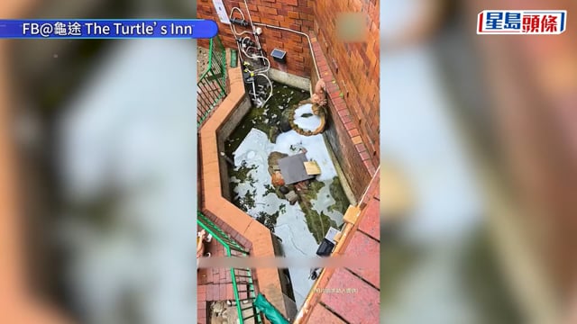 錦英苑虐龜︱安裝CCTV監察 水池龜隻狀況良好 居民:以前冇發生咁嘅事