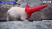 日本小北極熊「MOMO太」萌爆 對雪糕筒情有獨鍾 搶輸還對媽媽還手