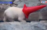 日本小北極熊「MOMO太」萌爆 對雪糕筒情有獨鍾 搶輸還對媽媽還手