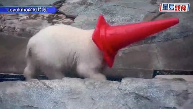 日本小北極熊「MOMO太」萌爆 對雪糕筒情有獨鍾 搶輸還對媽媽還手