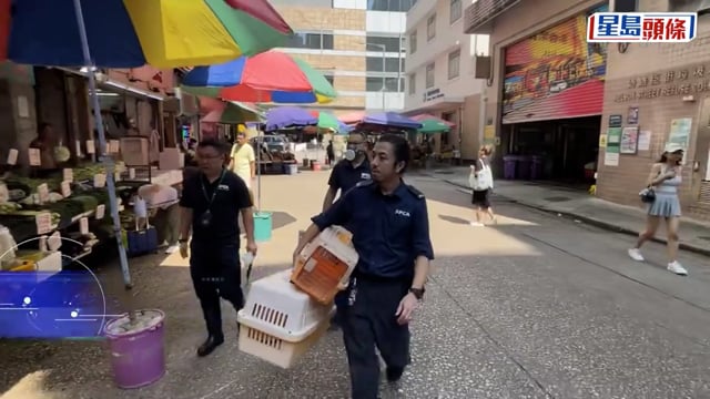 旺角唐樓變動物煉獄傳惡臭 逾10隻龜浸黑水 警檢1死龜及1貓屍