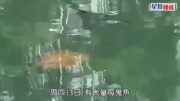 林村河魔鬼魚｜網傳艇家捕捉轉售 大埔街市魚販：不收來歷不明嘅貨