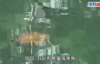 城大Ｏcamp ｜校方表示已完成調查 涉事學生承認錯誤致歉 並接受校方紀律處分