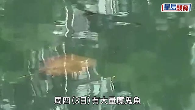 林村河魔鬼魚｜網傳艇家捕捉轉售 大埔街市魚販：不收來歷不明嘅貨