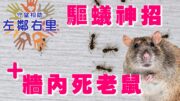 【左鄰右里】屋企有蟻點搞？隔壁老鼠穿牆、生蛇食療｜Miu Miu x 金寶 x 晴朗
