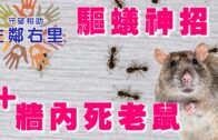 天價獵鷹｜杜拜酋長$318萬買純白隼 愛女拍賣會霸氣片廣傳｜有片