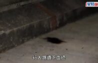 第五屆三藩市華埠車展強勢回歸！百萬超跑、2026頂級Lamborghini與古董名車重磅亮相｜星島會客室