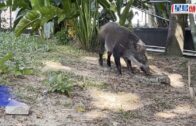 蔡天鳳碎屍案｜指鄺港智賣名錶後「叫入數俾蔡小姐」 錶行職員形容鄺友善易相處
