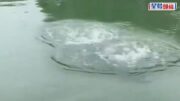 西湖仿生機械青魚｜國慶上崗可潛水10米 助力失物搜尋與水域巡護