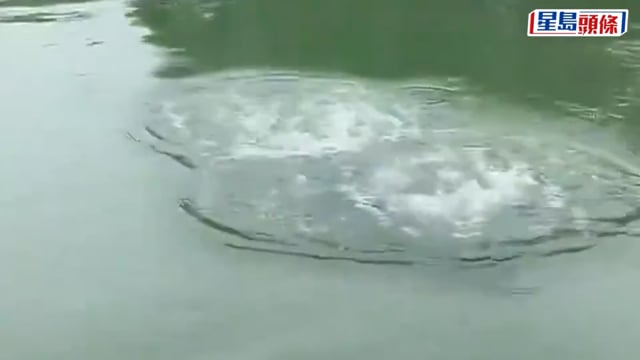 西湖仿生機械青魚｜國慶上崗可潛水10米 助力失物搜尋與水域巡護