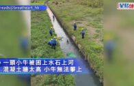有片｜沙田男途人指控私家車違規 拍攝時惹司機暴起 兩人互毆齊被捕