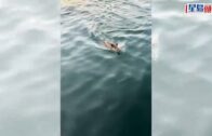 少年Pi野豬版｜野豬橫渡深圳海灣覓食 欲闖鹽田棧道被困海面｜有片
