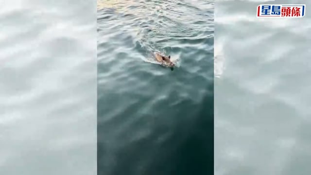 少年Pi野豬版｜野豬橫渡深圳海灣覓食 欲闖鹽田棧道被困海面｜有片