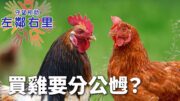 【左鄰右里】買雞竟然要分男女？！老母雞vs雞公點樣揀？流心蛋零失敗時間秘訣 x 茶餐廳開胃茄汁煎蛋   林金寶 x Miu Miu x 晴朗